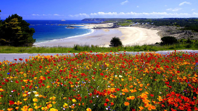 Field flowers beach blue sky free wallpaper - medium preview image