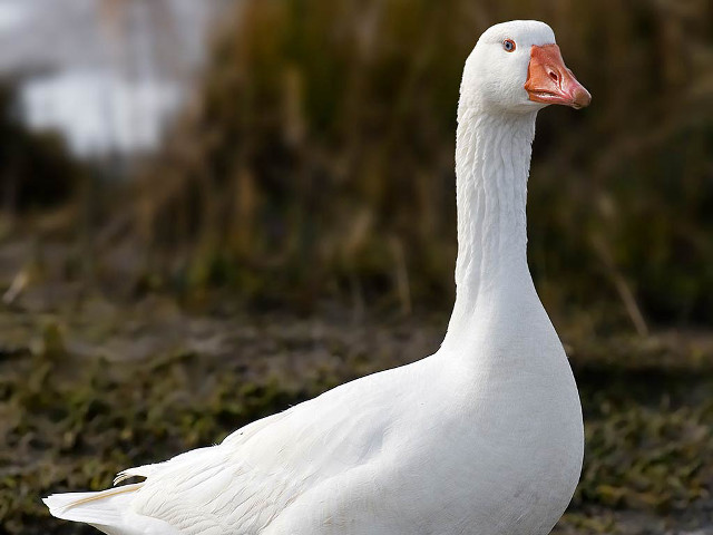White duck grass field bushes free wallpaper - medium preview image