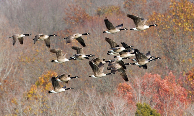 Geese flying forest autumn leaves free wallpaper - medium preview image