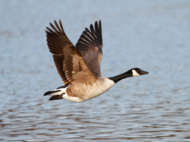 Goose flying water wings spread free wallpaper - medium preview image