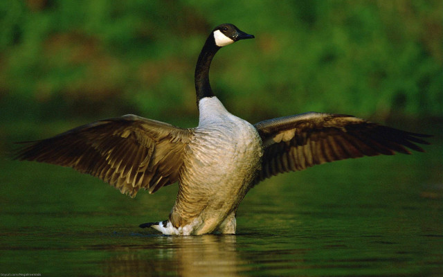 Goose wings spread water side free wallpaper - medium preview image