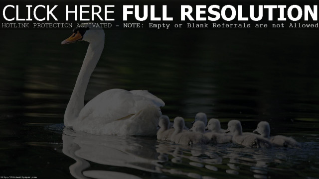 Swan babies swimming water click free wallpaper - medium preview image