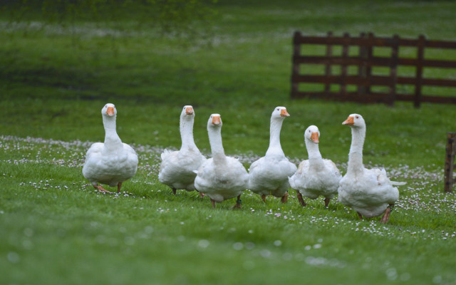Ducks walking grass field bench free wallpaper - medium preview image
