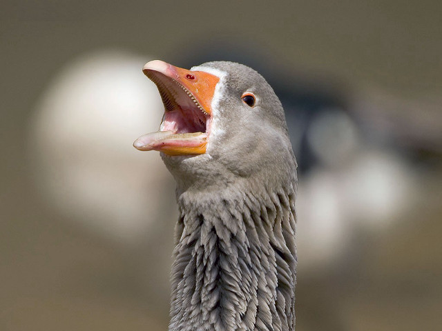 Bird mouth open tongue out free wallpaper - medium preview image