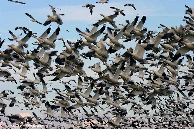 Flock birds blue sky grass free wallpaper - medium preview image
