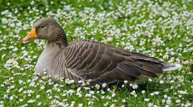 Duck flower field daisy grass free wallpaper - medium preview image