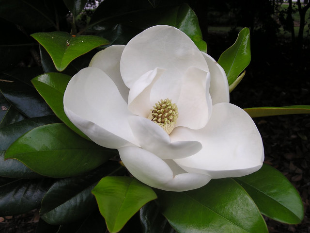 White flower green leaves dark free wallpaper - medium preview image