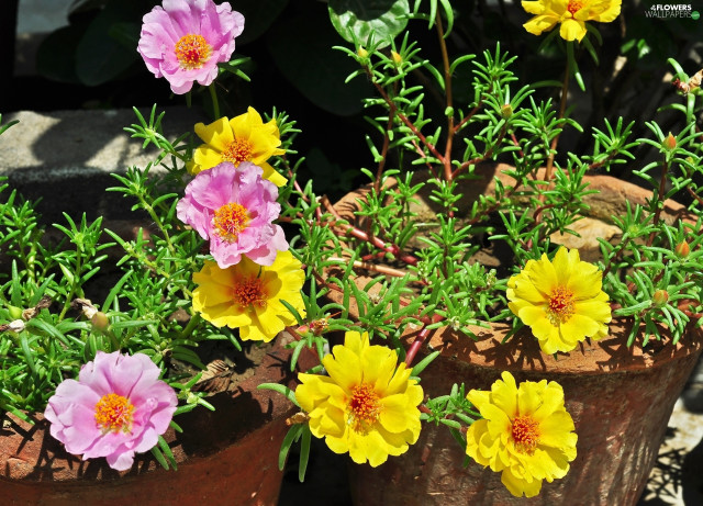 Flowers pot table rocks dirt free wallpaper - medium preview image