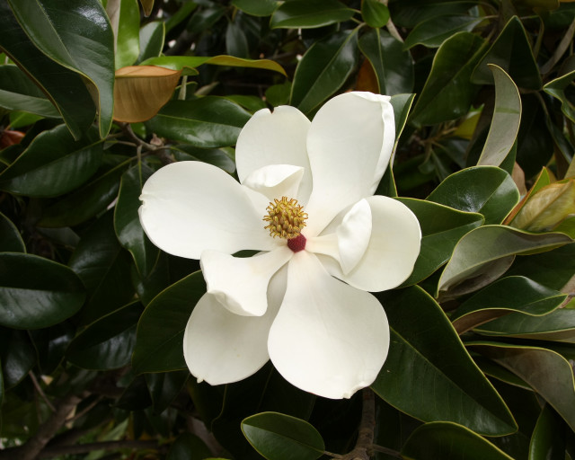 White flower green leaves yellow #2 free wallpaper - medium preview image