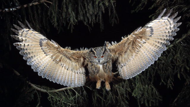 Large owl perched branch wings #2 free wallpaper - medium preview image