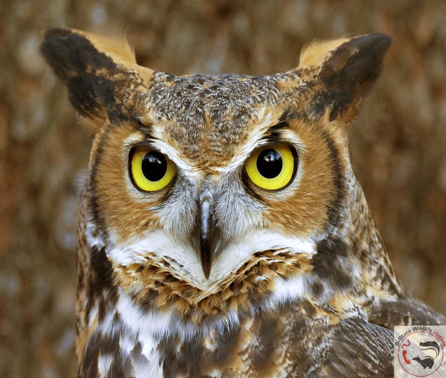 Bird yellow eyes tree trunk free wallpaper for desktop - medium preview image