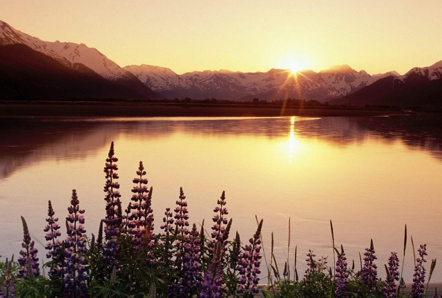 Lake flowers mountains sunset nature free wallpaper - medium preview image