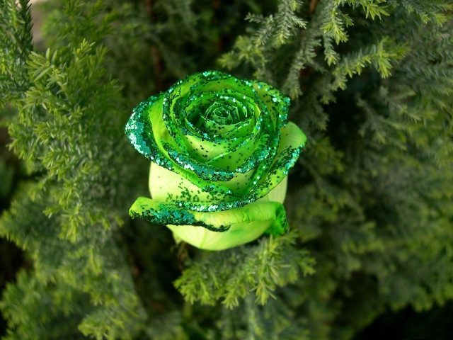 Green rose branch water droplets free wallpaper - medium preview image