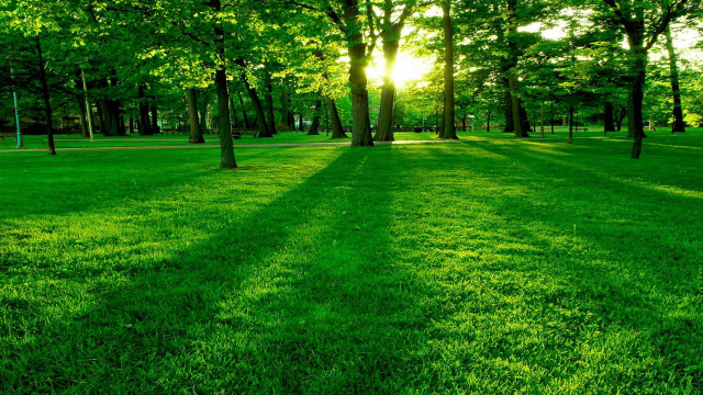Grassy field trees bench sunshine #3 free wallpaper - medium preview image