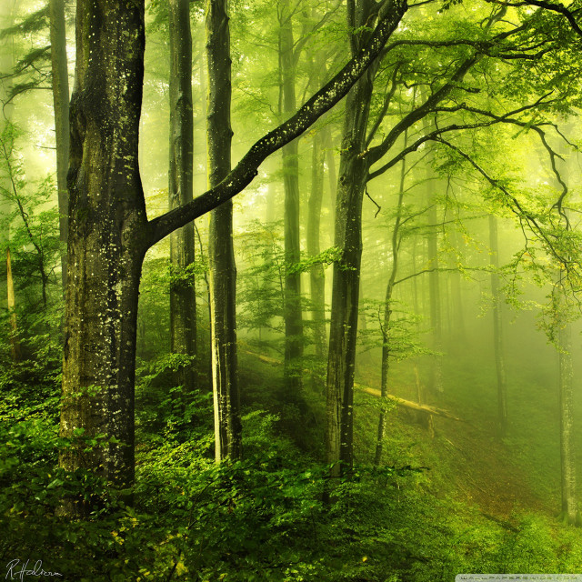 Forest path trees fog sunbeam free wallpaper - medium preview image