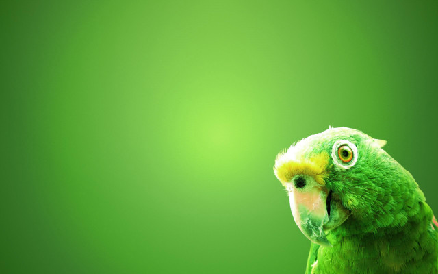 Green parrot yellow beak yellow free wallpaper - medium preview image