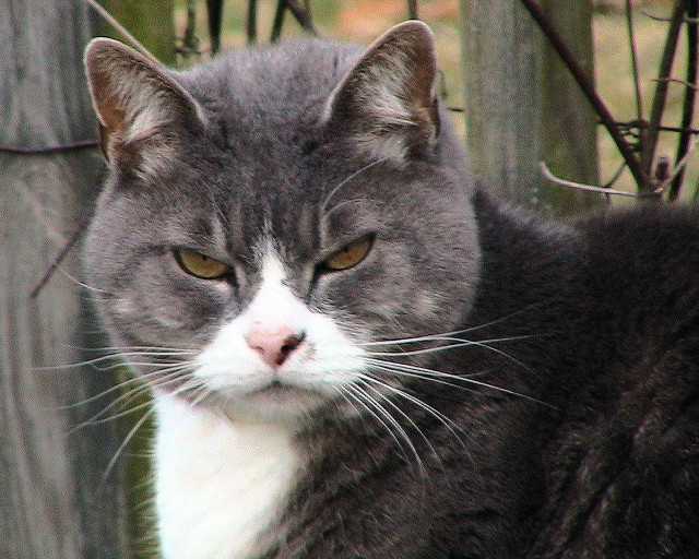Cat white black gray sad free wallpaper - medium preview image