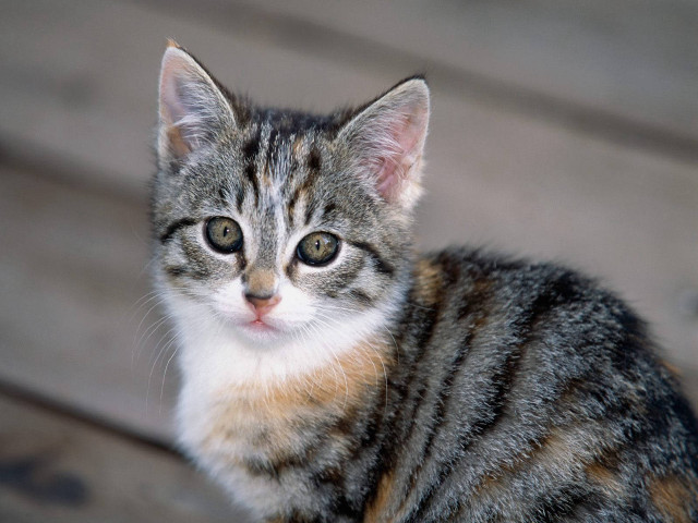 Cat sad wooden deck looking free wallpaper - medium preview image