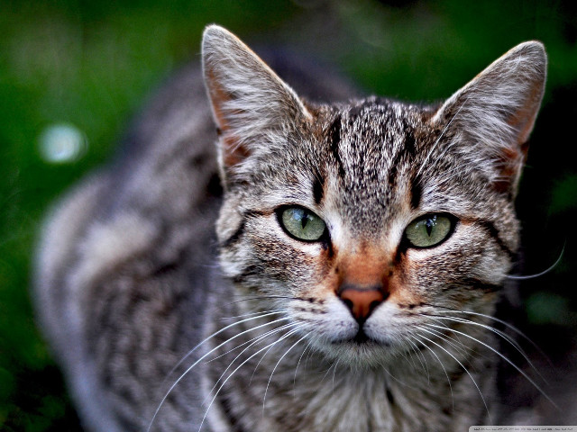 Cat green eyes looking camera free wallpaper - medium preview image