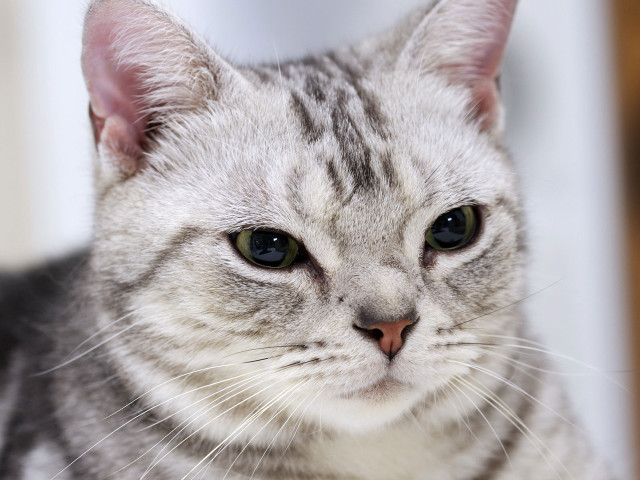 Cat white face black nose free wallpaper - medium preview image