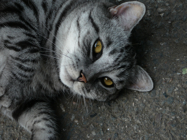 Cat laying looking up yellow free wallpaper - medium preview image