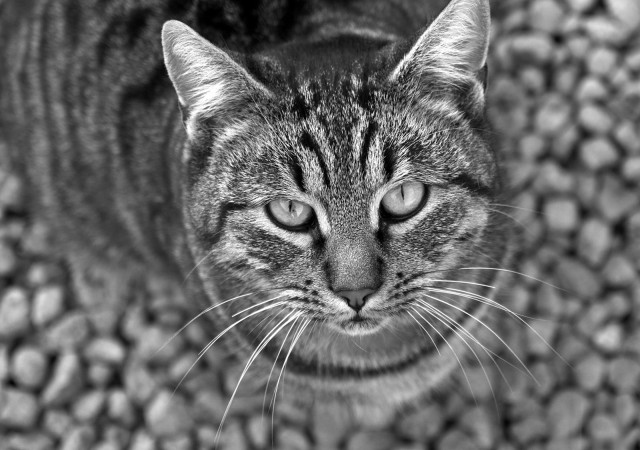 Serious cat looking up camera free wallpaper - medium preview image