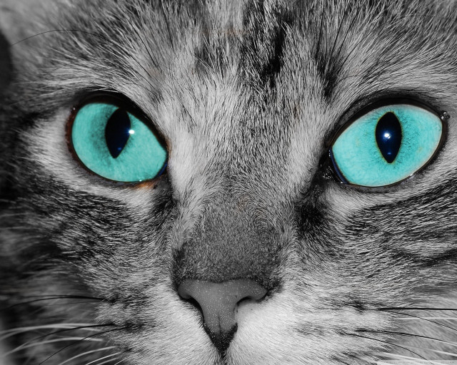 Cat blue eyes serious look #2 free wallpaper - medium preview image
