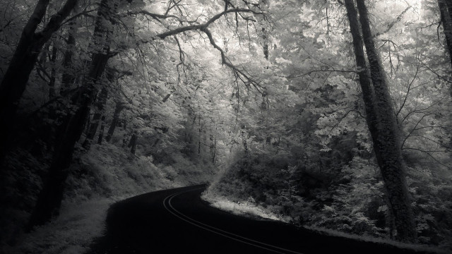 Black white road woods trees #2 free wallpaper - medium preview image