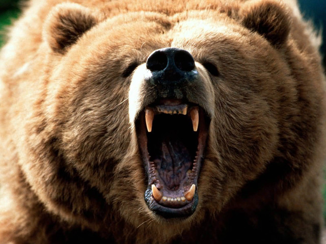 Brown bear mouth open showing #2 free wallpaper - medium preview image
