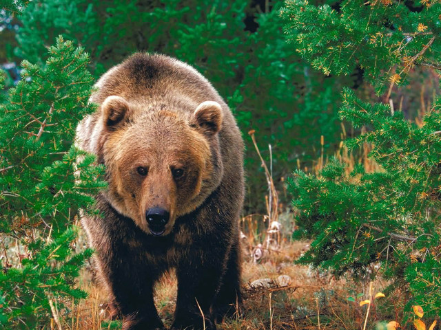Brown bear forest trees bushes free wallpaper - medium preview image