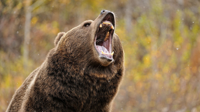 Brown bear mouth open wide free wallpaper - medium preview image