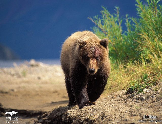 Brown bear dirt field forest free wallpaper - medium preview image