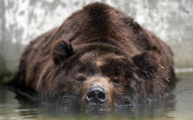 Bear laying water looking distance #2 free wallpaper - medium preview image