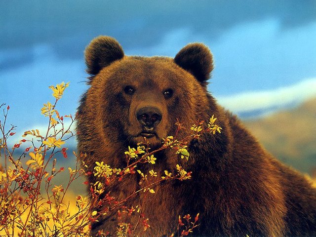 Brown bear field flowers blue free wallpaper - medium preview image