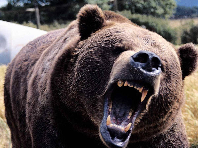 Large brown bear mouth open #2 free wallpaper - medium preview image