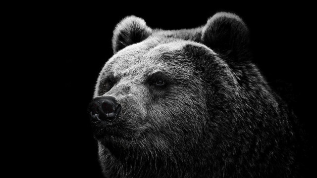 Bear face black white background free wallpaper - medium preview image