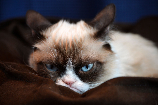 Cat blue eyes blanket sad free wallpaper - medium preview image