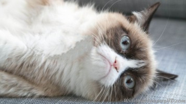 Cat laying back couch eyes free wallpaper - medium preview image