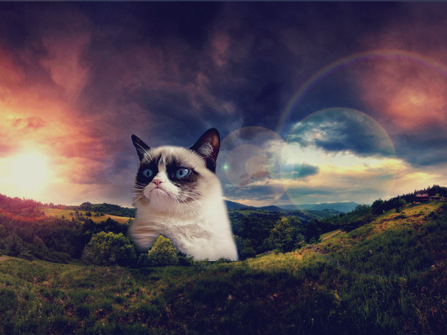 Cat hill rainbow background sky free wallpaper - medium preview image