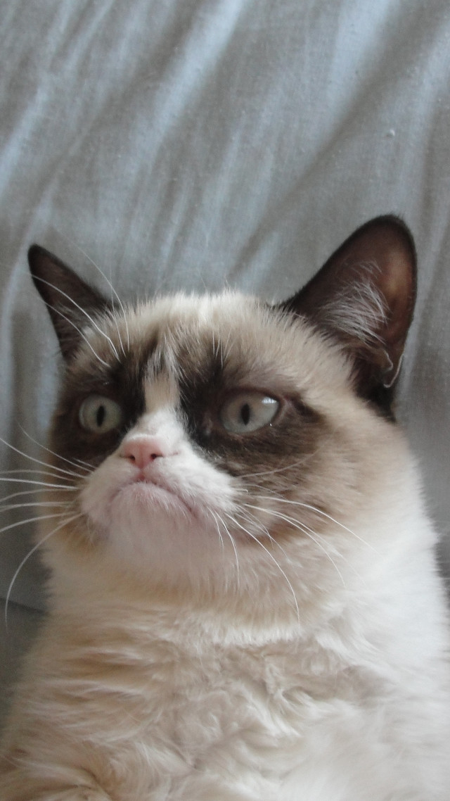 Cat sitting bed surprised looking free wallpaper - medium preview image