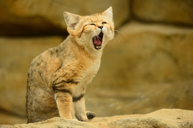 Cat yawns rock wall standing free wallpaper - medium preview image