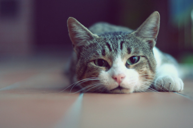 Cat laying floor sad looking free wallpaper for desktop - medium preview image
