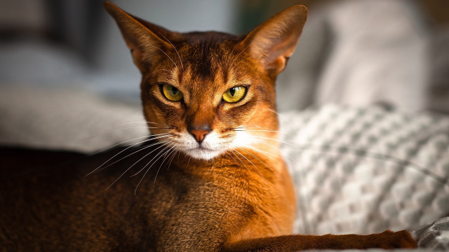 Cat yellow eyes serious look free wallpaper - medium preview image