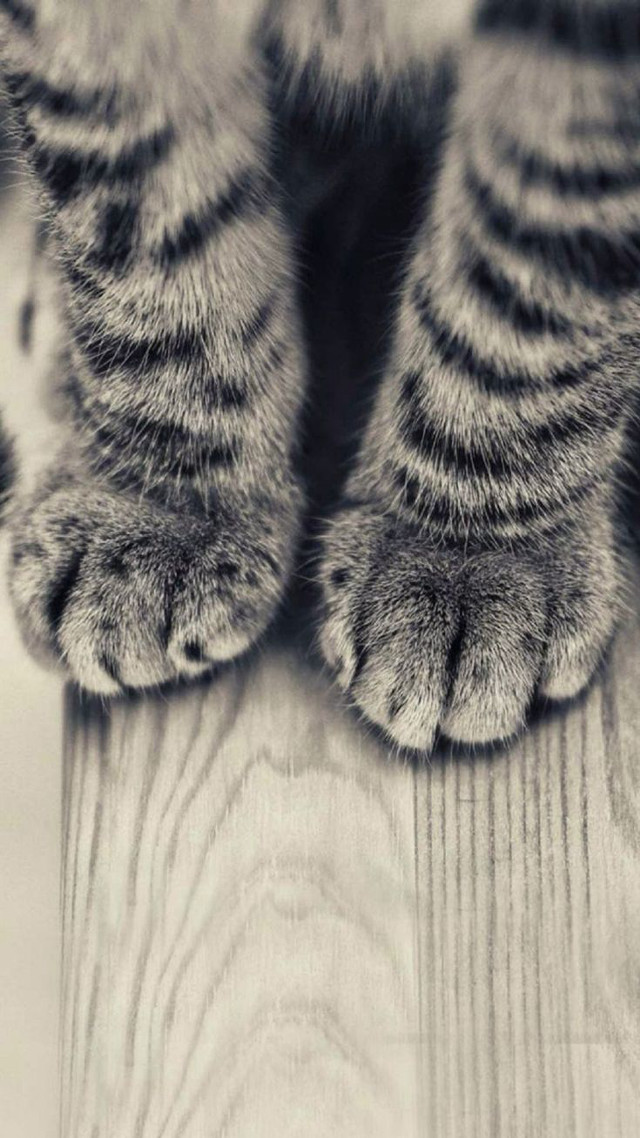 Cat paw wooden floor background free wallpaper - medium preview image
