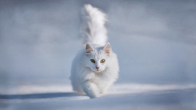 White cat running snow tail free wallpaper - medium preview image