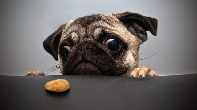 Pug dog table peanut cookie #3 free wallpaper - medium preview image