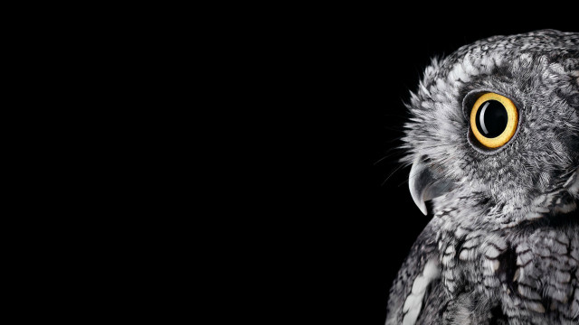 Bird closeup yellow eyes black #2 free wallpaper - medium preview image