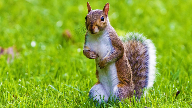 Squirrel standing hind legs grass free wallpaper - medium preview image