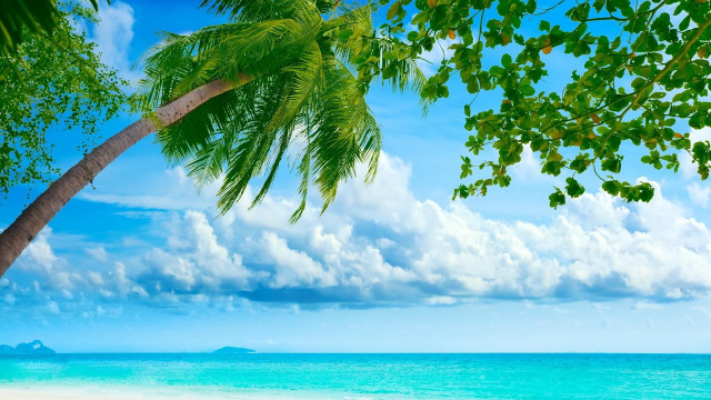 Palm tree beach blue sky #30 free wallpaper - medium preview image