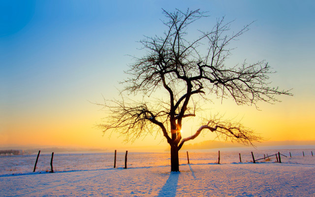 Tree snowy field sunset fence #2 free wallpaper - medium preview image